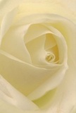 Step into the intimate beauty of this close-up cream-white rose, captured as if you're nestled comfortably among its gently coiling petals. In the softest light, subtle shadows dance between layers of ivory and pearl, each petal curling with the unhurried grace you'd expect from blooms chosen by Millbank's dedicated florists. The mood is one of quiet peace-a bloom that soothes as much as it inspires, recalling peaceful mornings walking through garden squares or exchanging heartfelt notes along Atterbury Street. There is a serene luminescence here, as if the rose is kissed by the first rays of dawn. Tracing each velvety fold, it becomes clear this flower has been arranged with sensitivity and deep respect-its near-translucent edges whispering fragility, even as their careful alignment proclaims craftsmanship and hope. The image is suffused with gentle emotion: a tribute suitable for expressing sympathy, sincere admiration, or celebrating new chapters. Imagine the faint, sweet scent as a soft presence, lingering in the cool London air. The perspective captures not just a flower, but the emotional artistry woven into every arrangement delivered across Millbank-a true symbol of tranquility, thoughtful remembrance, and the enduring spirit of compassionate local floristry.